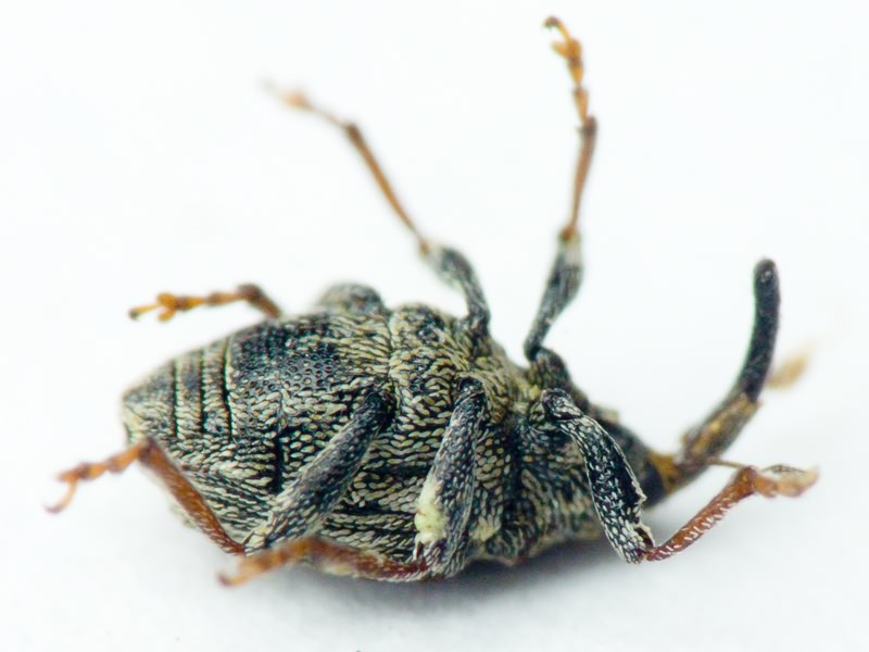 Microplontus Wagner, 1944